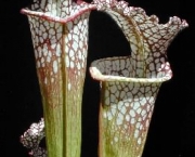 planta-carnivora-sarracenia-leucophylla-10