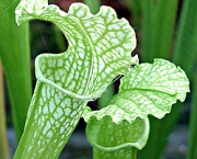 planta-carnivora-sarracenia-leucophylla-13