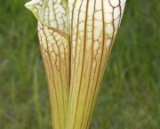 planta-carnivora-sarracenia-leucophylla-7