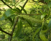Planta Salix Alba (6)