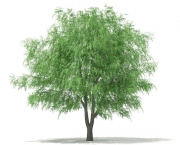 Planta Salix Alba (16)