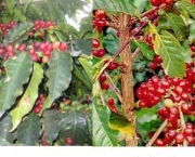 plantacao-de-cafe-8