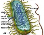 procariotas-1