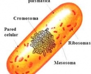 procariotas-2