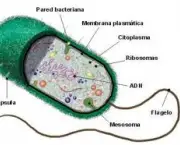 procariotas-3