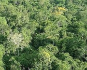 queda-das-florestas-tropicais-amazonicas-e-taxa-de-carbono-1