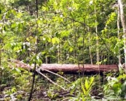 queda-das-florestas-tropicais-amazonicas-e-taxa-de-carbono-4