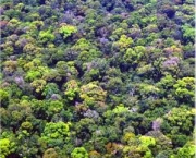 queda-das-florestas-tropicais-amazonicas-e-taxa-de-carbono-5