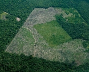queda-no-desmatamento-na-amazonia-5
