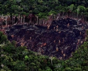 queda-no-desmatamento-na-amazonia-7