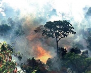 queimadas-em-florestas-10