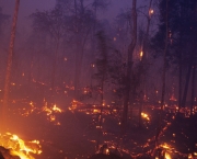 queimadas-em-florestas-13