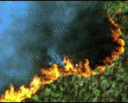 queimadas-em-florestas-14
