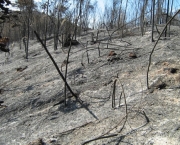 queimadas-em-florestas-15