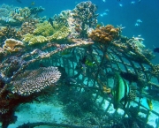 recifes-artificiais-vestigios-de-humanos-nos-mares-4