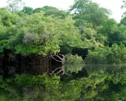 Recursos Naturais Da Amazonia (3)