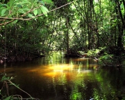 Recursos Naturais Da Amazonia (17)