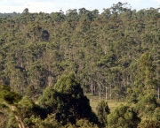 reflorestamento-obrigatorio-lei-federal-5