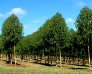 reflorestamento-obrigatorio-lei-federal-6