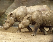 rinocerontes-podem-ser-extintos-devido-caca-predatoria-9