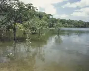 Rio Japurá-Caquetá (1)