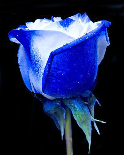 Resultado de imagem para rosas azuis