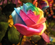 rosa-colorida-2