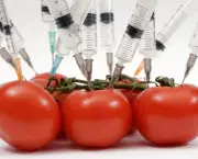 Getting the needle. The needles of hypodermic syringes pushed into tomatoes.