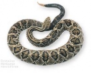 serpentes-mortais-da-africa-11