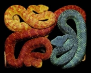serpentes-mortais-da-africa-12