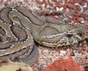 serpentes-mortais-da-africa-14