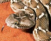 serpentes-mortais-da-africa-15