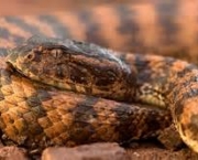 serpentes-mortais-da-africa-6
