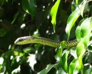 serpentes-mortais-da-africa-7