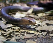 serpentes-mortais-da-africa-8