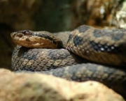 serpentes-mortais-da-africa-9
