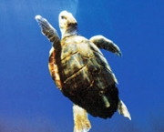 situacao-atual-das-tartarugas-marinhas-1