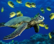 situacao-atual-das-tartarugas-marinhas-11