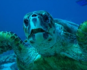 situacao-atual-das-tartarugas-marinhas-13