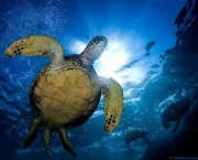situacao-atual-das-tartarugas-marinhas-14