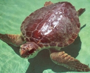 situacao-atual-das-tartarugas-marinhas-15