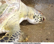 situacao-atual-das-tartarugas-marinhas-3