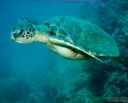 situacao-atual-das-tartarugas-marinhas-4