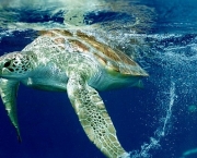 situacao-atual-das-tartarugas-marinhas-5