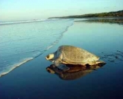 situacao-atual-das-tartarugas-marinhas-7