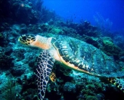 situacao-atual-das-tartarugas-marinhas-8
