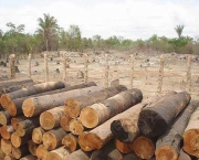 situacao-atual-do-desmatamento-no-brasil-5