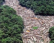 situacao-atual-do-desmatamento-no-brasil-9