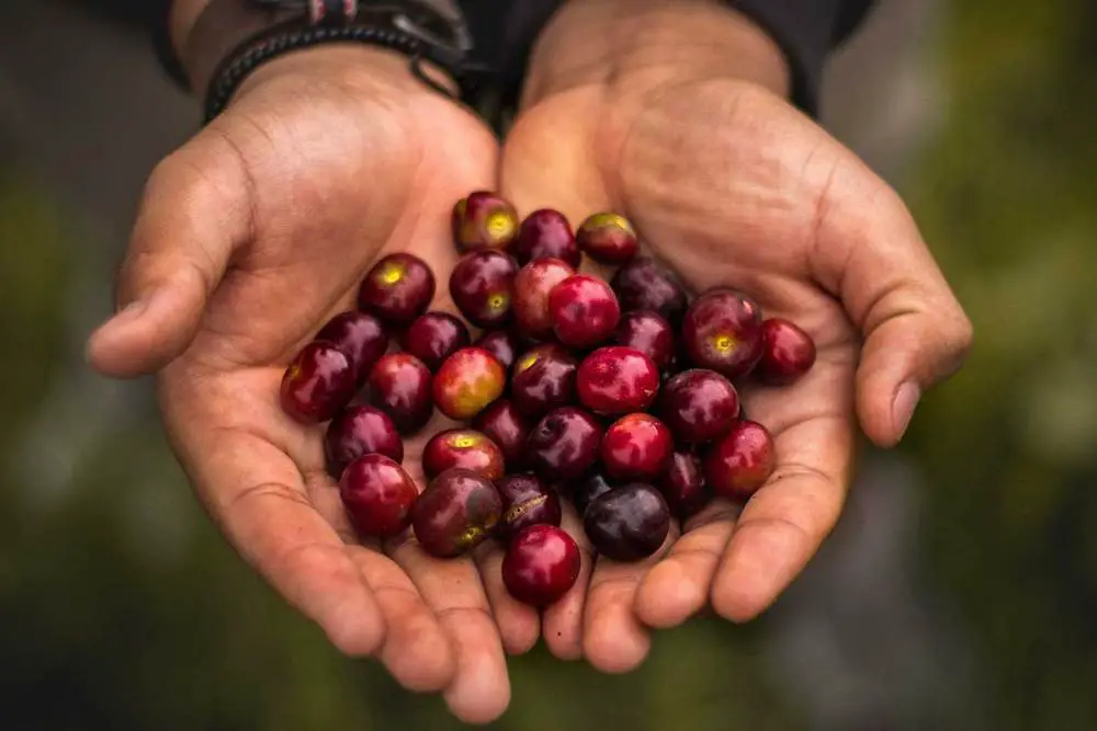 Superfrutas da Mata Atlântica Meio Ambiente Cultura Mix