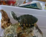 tartaruga-de-aquario-10